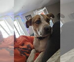 Small #1 Mutt
