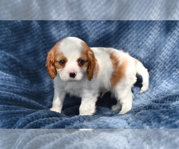 Medium Photo #4 Cavalier King Charles Spaniel Puppy For Sale in SUGARCREEK, OH, USA