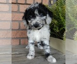 Small Photo #1 Labradoodle Puppy For Sale in MILLERSBURG, OH, USA