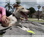 Small #10 Catahoula Leopard Dog Mix