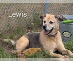 Small #4 German Shepherd Dog Mix