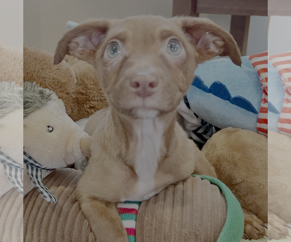 Medium Photo #1 Chiweenie Puppy For Sale in Bellevue, WA, USA