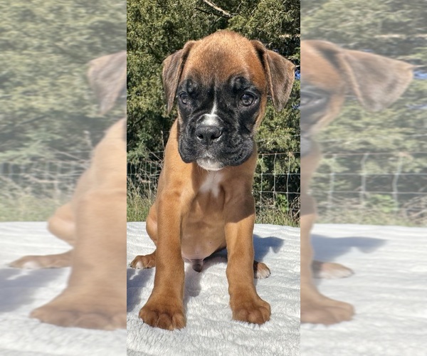 Medium Photo #6 Boxer Puppy For Sale in PAWNEE CITY, NE, USA
