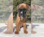 AKC Austin - Male Boxer Puppy for Sale - Photo #6