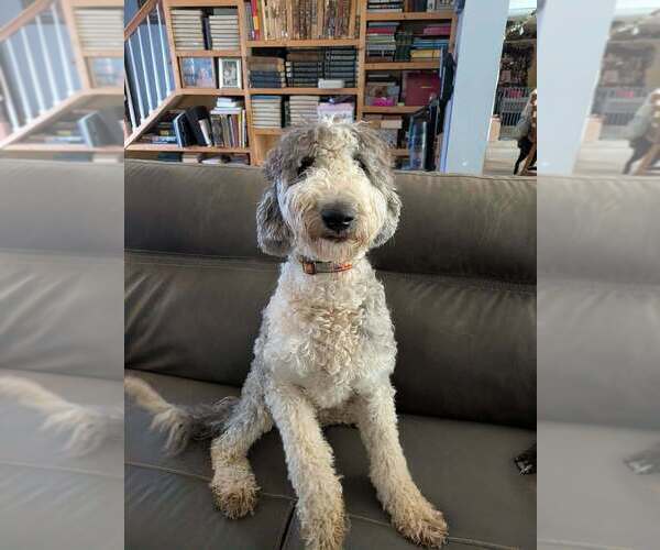 Medium Photo #1 Labrador Retriever-Old English Sheepdog Mix Puppy For Sale in garner, NC, USA