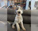 Small Labrador Retriever-Old English Sheepdog Mix