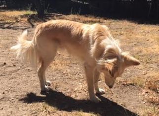 Border Collie-Golden Retriever Mix Dogs for adoption in LAGUNA BEACH, CA, USA