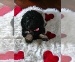 Small Photo #5 Goldendoodle (Miniature) Puppy For Sale in NILES, MI, USA