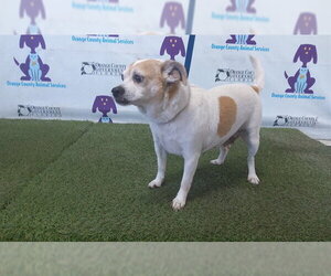 Chihuahua Dogs for adoption in Orlando, FL, USA