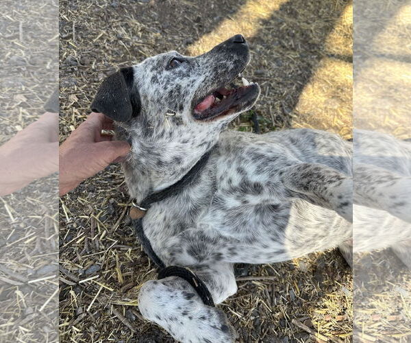Medium Photo #7 Mutt Puppy For Sale in Las Vegas, NM, USA