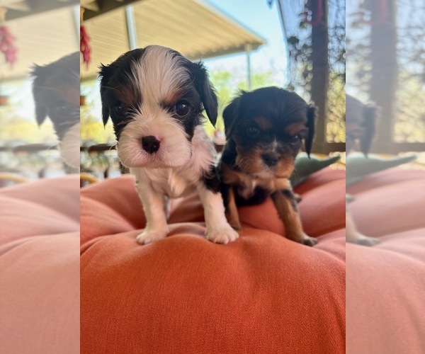 Medium Photo #3 Cavalier King Charles Spaniel Puppy For Sale in ORO VALLEY, AZ, USA