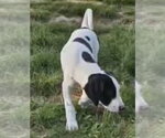 Small #3 Mutt
