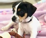 Puppy Lil D Jack Russell Terrier