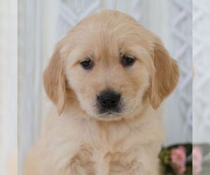 Golden Retriever Puppy for sale in NEWPORT, PA, USA