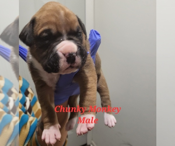 Medium Photo #4 Boxer Puppy For Sale in COLUMBIA, SC, USA