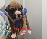 Small Photo #4 Boxer Puppy For Sale in COLUMBIA, SC, USA
