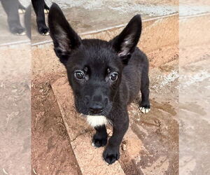 Labrador Retriever-Unknown Mix Dogs for adoption in OKLAHOMA CITY, OK, USA