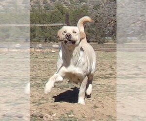 Labrador Retriever Puppy for sale in CALIENTE, CA, USA