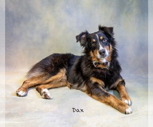 Australian Shepherd Dogs for adoption in Hot Springs Village, AR, USA
