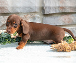 Small Photo #11 Dachshund Puppy For Sale in NAPPANEE, IN, USA