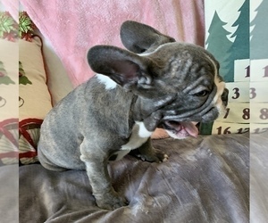 French Bulldog Puppy for sale in JOHNS ISLAND, SC, USA