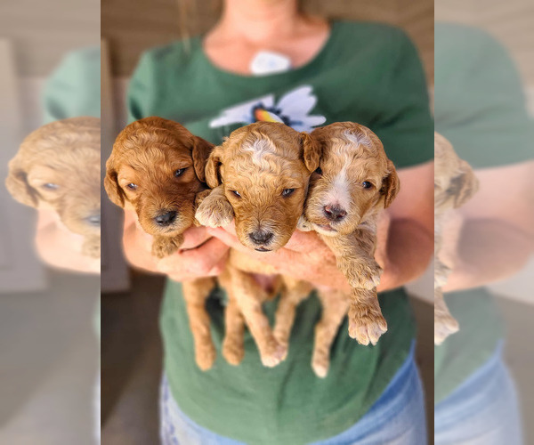 Medium Photo #13 Poodle (Standard) Puppy For Sale in WAGENER, SC, USA