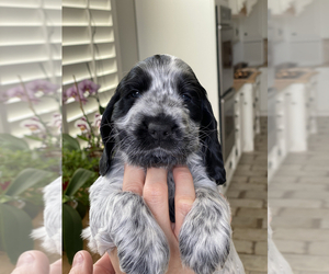 English Cocker Spaniel Puppy for Sale in NOBLESVILLE, Indiana USA