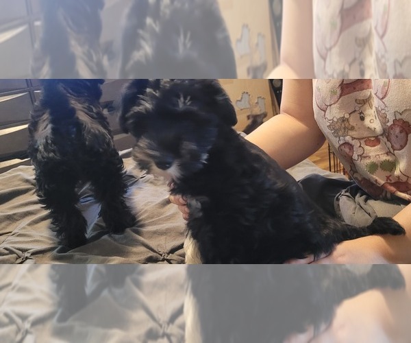 Medium Photo #1 Schnauzer (Miniature) Puppy For Sale in SACRAMENTO, CA, USA