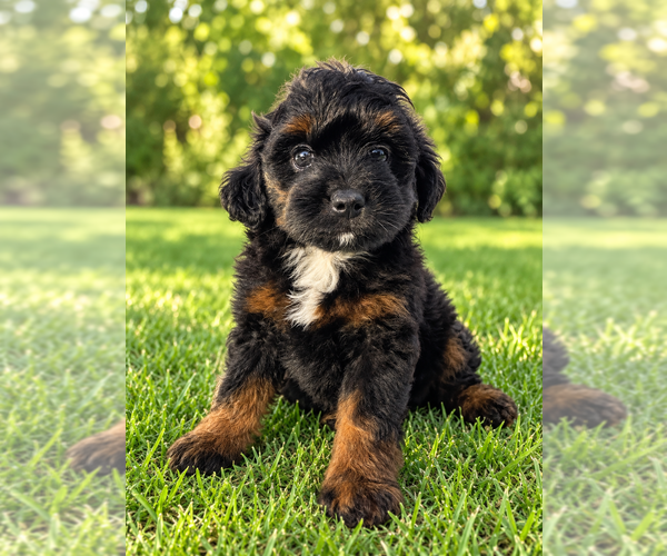 Medium Photo #1 Aussiedoodle Miniature  Puppy For Sale in JENNINGS, LA, USA