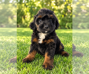 Aussiedoodle Miniature  Puppy for sale in JENNINGS, LA, USA