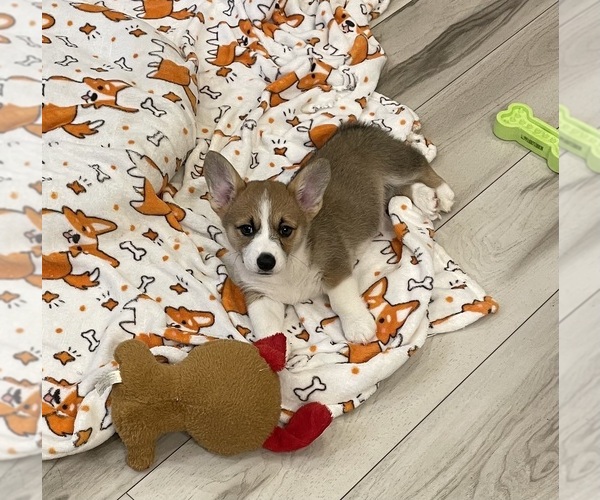 Medium Photo #3 Pembroke Welsh Corgi Puppy For Sale in GUTHRIE, KY, USA