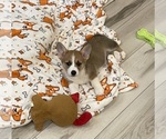 Small #2 Pembroke Welsh Corgi