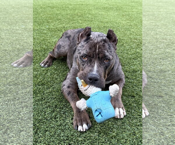 Medium Photo #2 American Bandogge mastiff Puppy For Sale in Berkeley, CA, USA
