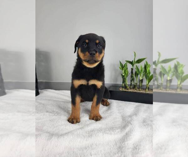 Medium Photo #3 Rottweiler Puppy For Sale in FRANKLIN, IN, USA