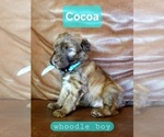 Puppy Cocoa Whoodle