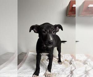 American Pit Bull Terrier Dogs for adoption in Bakersfield, CA, USA