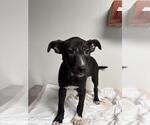 Small American Pit Bull Terrier