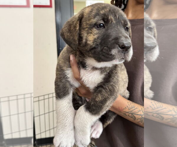 Medium Photo #6 Mutt Puppy For Sale in Sanford, FL, USA