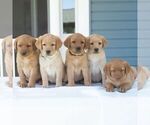 Small #1 Labrador Retriever