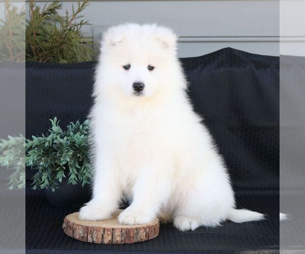 Medium Photo #3 Samoyed Puppy For Sale in GORDONVILLE, PA, USA