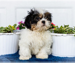 Small #2 Shih Tzu