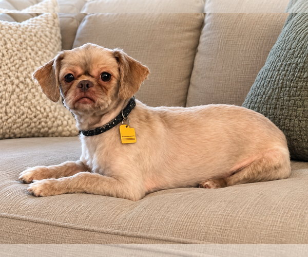 Medium Photo #2 Shih Tzu Puppy For Sale in Euless, TX, USA
