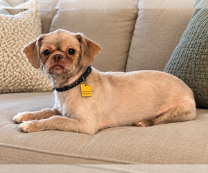 Matt - Male Shih Tzu Dog for Adoption - Photo #2