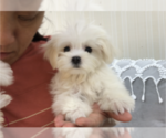 Small Photo #7 Maltese Puppy For Sale in HILO, HI, USA