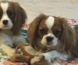 Mother of the Cavalier King Charles Spaniel puppies born on 08/16/2022