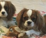 Small Photo #1 Cavalier King Charles Spaniel Puppy For Sale in SAN LEANNA, TX, USA