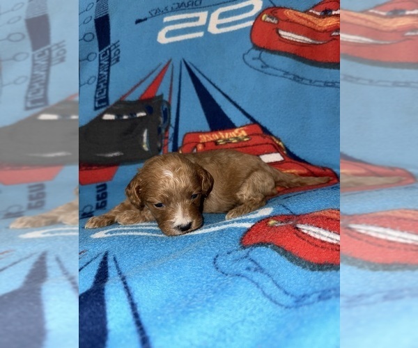 Medium Photo #24 Cavapoo (Miniature) Puppy For Sale in MUNFORDVILLE, KY, USA