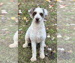 Small #2 Poodle (Standard) Mix