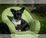 Puppy Sunday Puppy 1 Cardigan Welsh Corgi