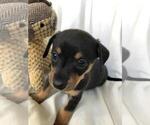 Small Photo #1 Chiweenie Puppy For Sale in SHILOH, OH, USA